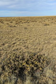 (Cylindropuntia versicolor) Prickly cylindropuntia with yellow fruits with seeds. Arizona cacti, USA