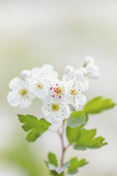 detail of twig, Midland hawthorn (Crataegus laevigata), white flowering tree in springtime, Europe