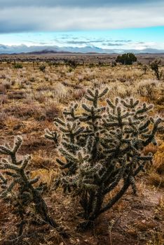 Cacti (Cylindropuntia sp.) Prickly cylindropuntia with yellow fruits with seeds. New Mexico, USA