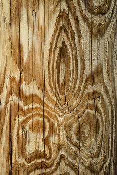 Beautiful pattern of annual rings on old wood