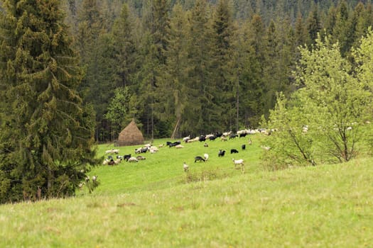 A herd of sheep grazes on a green juicy grassy meadow on the top of a Carpathian hill against a background of hay and slopes with high spruces.