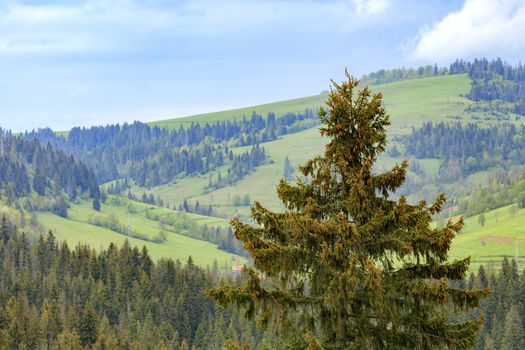 On the tops of the Carpathian Mountains among coniferous forests grows tall pine with young cones on top.