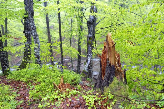 Stump of lightning-chopped wood stands over a stream after a thunderstorm on a hilltop in the Carpathian forest