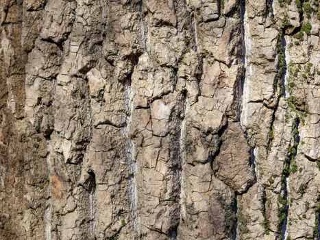 The texture of the bark of an old pine closeup. Natural background.