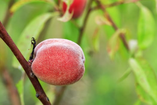 Sweet peach fruit growing on a peach tree branch in the summer garden and gives a good harvest