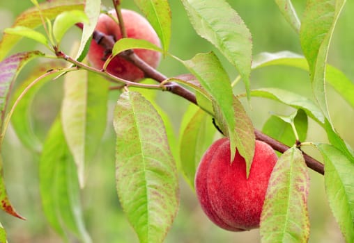 Bright sweet peach fruits grow on a branch of a peach tree in the summer garden and give an excellent harvest.