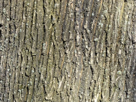 The texture of the bark of an old European oak tree closeup. Natural background.