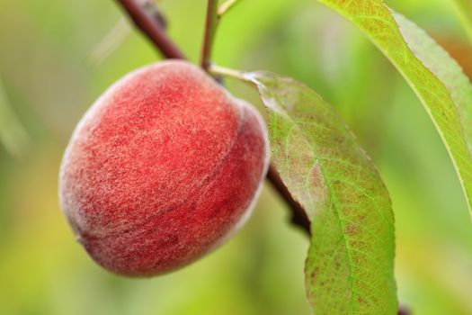 A large sweet peach fruit grows on a peach tree branch in a summer garden and gives a good harvest.