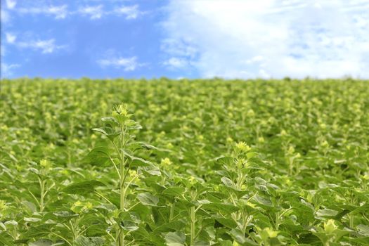 The stems of a young sunflower in the foreground against the background of a green field in blur and blue sky.