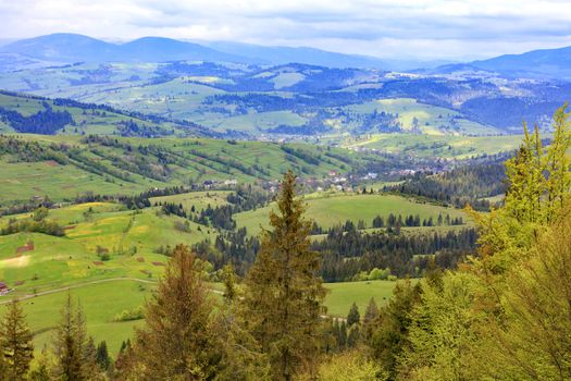 View of the spring Carpathians from the height of the mountain lift. On high pines grow young cones on top.