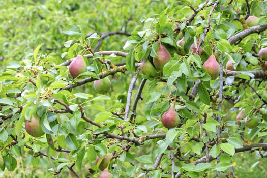 Ripe red-green pears on a branch against the background of blurred foliage and soft sunlight.