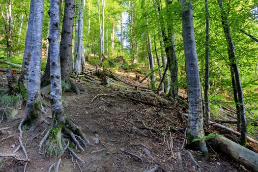 Glade in the old forest with twisted roots of trees twisted out of the ground in the shade.