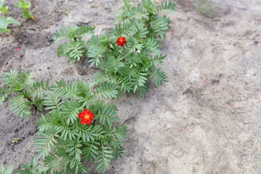 Orange-red fiery flowers Chernobrivtsy against the background of bright green leaves on the sandy soil in the garden.