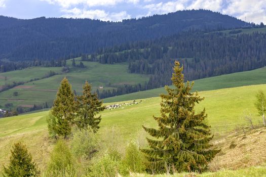 On the tops of the Carpathian hills, lonely pines grow and herds of sheep graze on green pastures in the middle of coniferous forests.