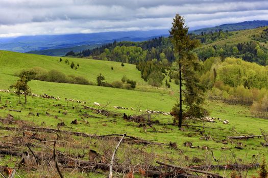 On a hillside in the Carpathians among the coniferous forests grows a tall pine tree without branches on one side and is sick, a herd of sheep grazes nearby. The concept of nature conservation.