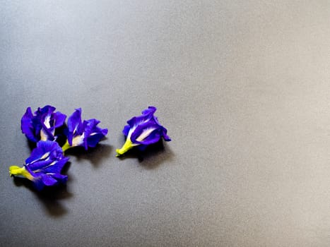 Blue color petal of Butterfly Pea flower