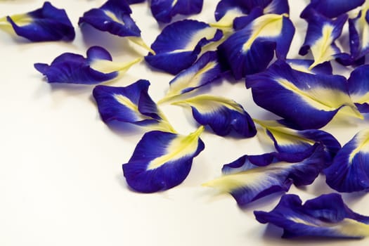 Blue color petal of Butterfly Pea flower