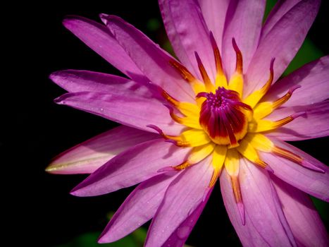 Purple petal and Yellow pollen of Water Lily