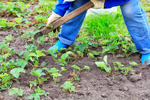 The farmer with the help of a hoe, with his own hands weeds strawberry bushes and removes weeds from the soil on the field.