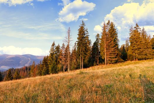 Tall pine trees in the rays of rising golden sunlight stretch towards the white clouds in the sky on the slopes of the Carpathian hills.