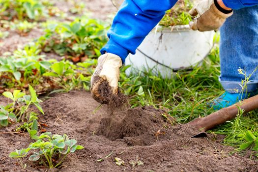 A farmer in gloves, using a shovel, in spring plants strawberry bushes and removes weeds from the beds, the background is blurred.