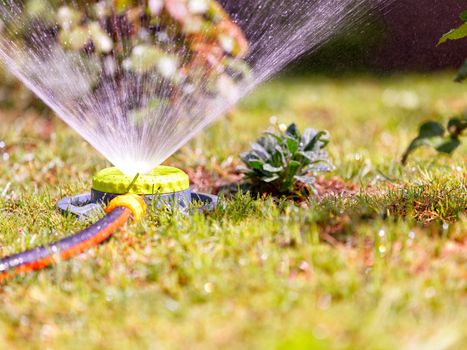 The portable sprinkler sprinkles abundantly water in the summer heat on the lawn, flowers and bushes on a bright sunny day, blurred foreground for copy space.