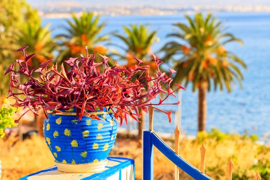 Colorful garden plants with red leaves in a blue pot close-up on a sunny summer day on the balcony building against the background of tall palm trees and the sea bay in Greece.
