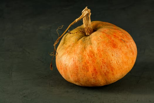 The concept of healthy and wholesome organic food. Large ripe orange pumpkin on a concrete gray-green background, with copy space.