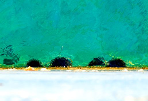 The sea urchin family lives underwater on a concrete pier in the light green clear waters of the sea bay.