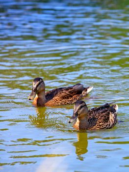 A pair of wild ducks floats on the calm surface of the river, image with copy space.