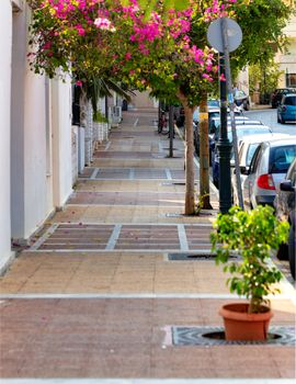 Narrow old sidewalk with bright pink blooming trees with parked cars, a deserted street and soft morning sunlight.