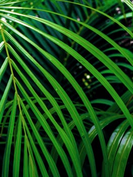 Freshness green pinnately compound leaves Palm leaf