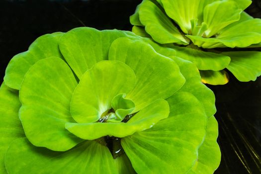 Close up of water lettuce fresh and green leaf