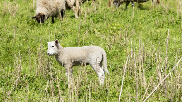 Sheep in a meadow - National Park on the Elbe