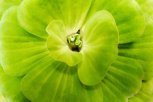 Close up of water lettuce fresh and green leaf