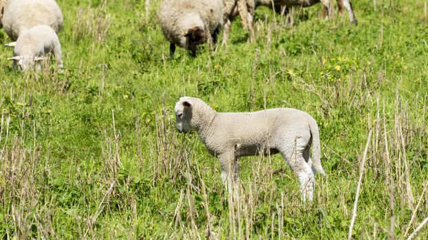 Sheep in a meadow - National Park on the Elbe