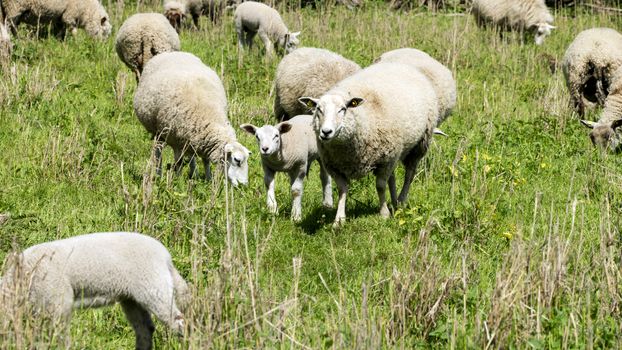 Sheep in a meadow - National Park on the Elbe