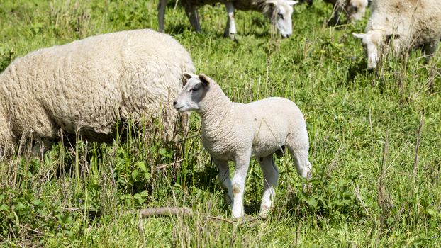 Sheep in a meadow - National Park on the Elbe