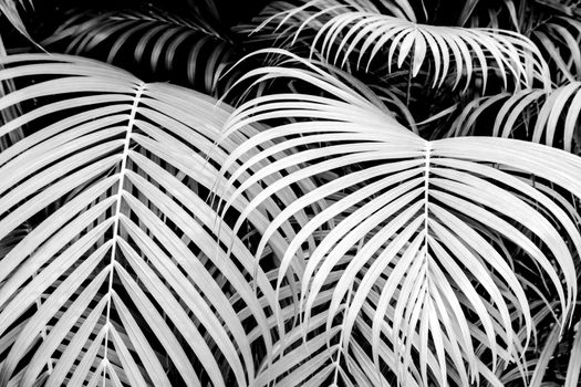 Palm leaves as background, black and white background