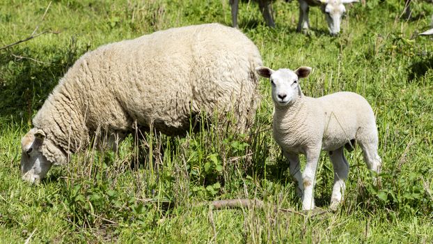 Sheep in a meadow - National Park on the Elbe