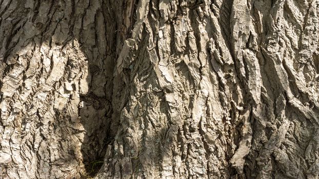 Detail of the very old poplar tree bark