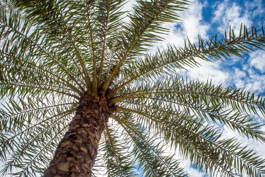 Under the palm tree / sunlight and blue sky