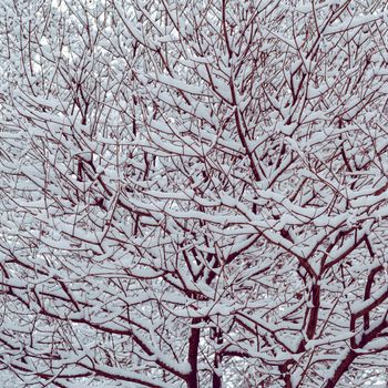 Black branches of the trees are covered with white snow. Winter background.