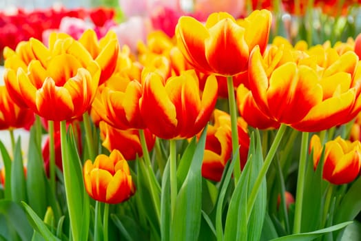 Beautiful flowers red tulips. Natural background Spring flowering tulips.