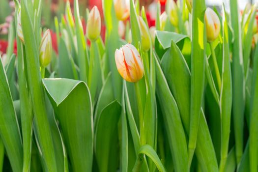 Beautiful flowers orange tulips. Natural background Spring flowering tulips.