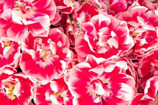 Pink beautiful flowers. Natural background Spring flowering plants.