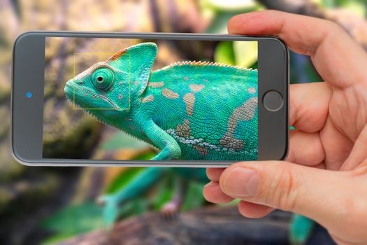 Chameleon on smartphone screen. Young green chameleon. Natural habitat. Cute pet. Fauna of nature. 