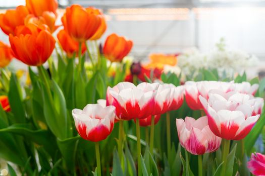 Beautiful flowers red tulips. Natural background Spring flowering tulips.