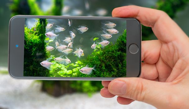 Underwater world of aquarium on smartphone screen. Underwater world of aquarium. Plants and fish in freshwater aquarium. Natural background Natural habitat. Home hobby.