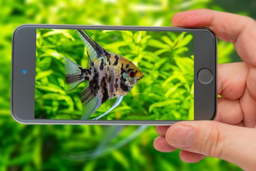 Underwater world of aquarium on smartphone screen. Underwater world of aquarium. Plants and Pterophyllum fish in freshwater aquarium. Natural background Natural habitat. Home hobby.